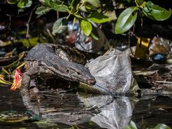 Karya Memukau Jawara Kontes Foto Mangrove, Banyak dari Indonesia