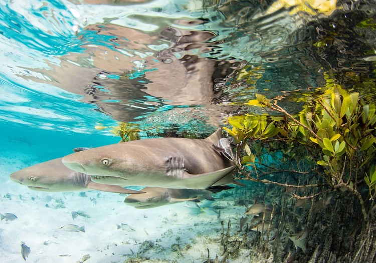 Mangrove Photography Awards 2022 Mangrove Photography Awards 2022