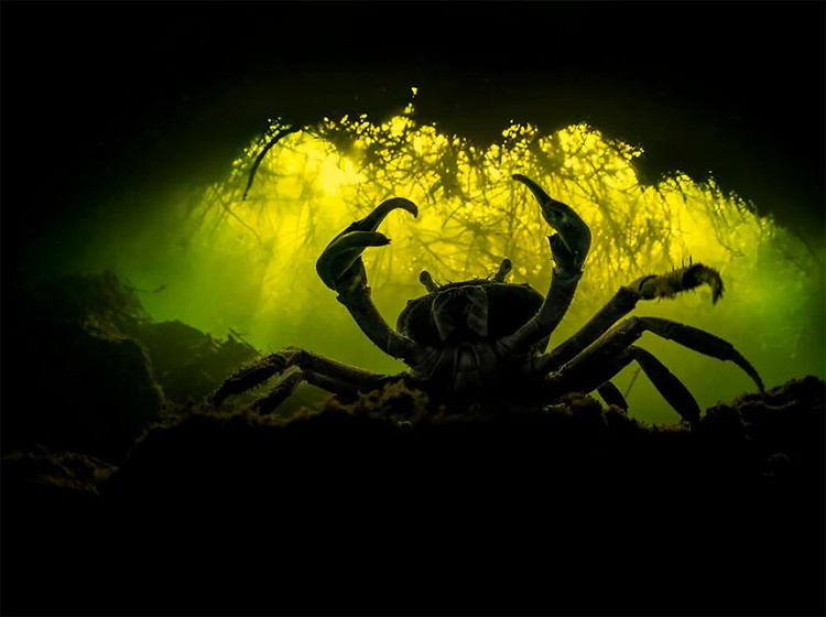 Mangrove Photography Awards 2022 Mangrove Photography Awards 2022