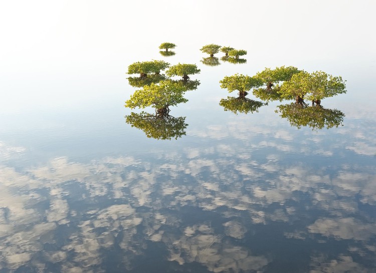 Mangrove Photography Awards 2022 Mangrove Photography Awards 2022