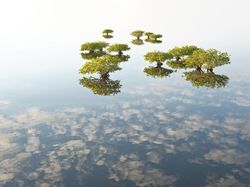 Karya Memukau Jawara Kontes Foto Mangrove, Banyak dari Indonesia