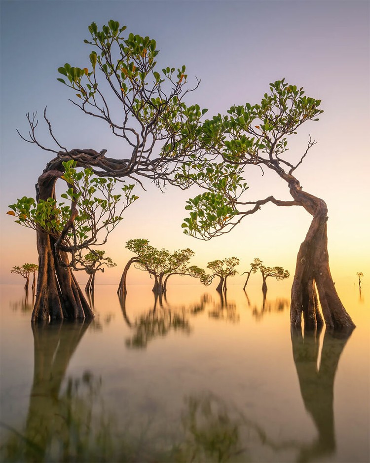Mangrove Photography Awards 2022 Mangrove Photography Awards 2022