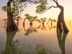 Karya Memukau Jawara Kontes Foto Mangrove, Banyak dari Indonesia