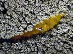 Karya Memukau Jawara Kontes Foto Mangrove, Banyak dari Indonesia