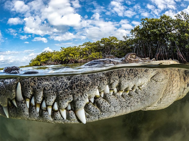 Mangrove Photography Awards 2022 Mangrove Photography Awards 2022