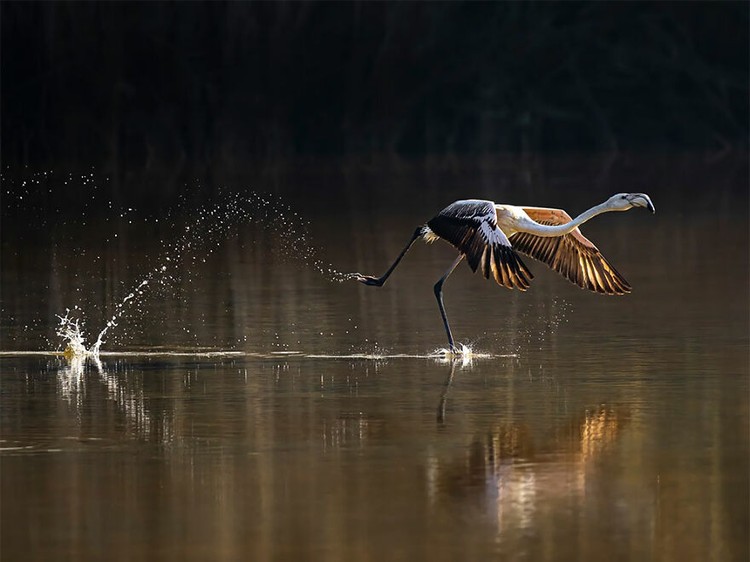 Mangrove Photography Awards 2022 Mangrove Photography Awards 2022