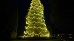 Lihat Nih Pohon Natal Hidup Tertinggi di Inggris
