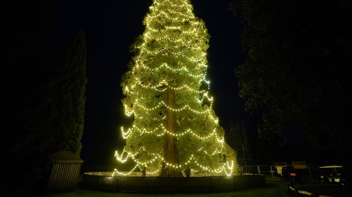 Nih Lihat Pohon Natal Hidup Tertinggi di Inggris A view of the UK's tallest living Christmas tree, a giant redwood approximately 110ft tall, as it is decorated at Wakehurst Place in West Sussex. Picture date: Wednesday November 9, 2022. (Photo by Andrew Matthews/PA Images via Getty Images)