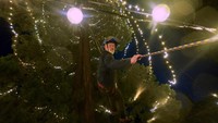 Menjelang perayaan Natal, pohon tersebut mulai didekorasi dengan lampu.  