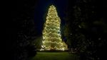 Lihat Nih Pohon Natal Hidup Tertinggi di Inggris