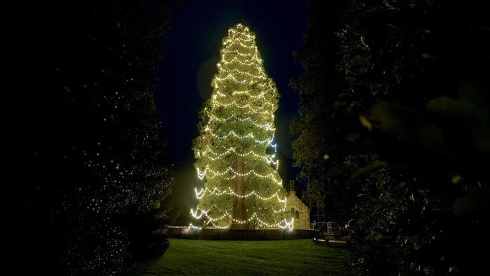 A view of the UK's tallest living Christmas tree, a giant redwood approximately 110ft tall, as it is decorated at Wakehurst Place in West Sussex. Picture date: Wednesday November 9, 2022. (Photo by Andrew Matthews/PA Images via Getty Images)