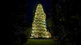 Lihat Nih Pohon Natal Hidup Tertinggi di Inggris