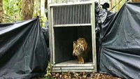 Harimau itu kembali dilepasliarkan setelah dicek kesehatan dan diberi makan.