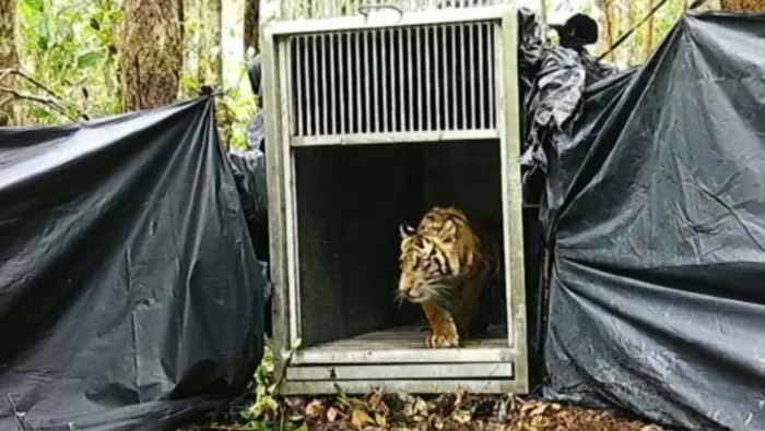 Pelepasliaran Anak Harimau ke Alam Bebas Anak harimau yang tertangkap di Pelalawan, Riau dilepasliarkan ke habitat aslinya. Harimau itu dilepasliar setelah masuk ke pemukiman dan memangsa ternak milik warga.