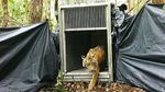 Momen Pelepasliaran Anak Harimau ke Alam Bebas