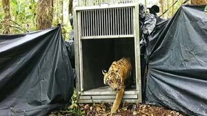 Momen Pelepasliaran Anak Harimau ke Alam Bebas