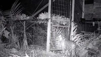 Sebelumnya harimau itu mendekat ke perangkap yang dipasang dekat pemukiman. Harimau datang ke lokasi pada Minggu (6/11) sekitar pukul 19.51 WIB.