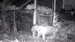 Momen Pelepasliaran Anak Harimau ke Alam Bebas