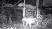 Harimau itu tampak mondar mandir dekat mulut perangkap yang dipasang. Tidak lama kemudian harimau masuk dan pintu perangkat tertutup setelah umpan yang dipasang dimangsa.