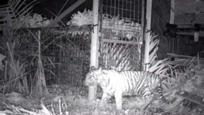 Anak harimau yang tertangkap di Pelalawan, Riau dilepasliarkan ke habitat aslinya. Harimau itu dilepasliar setelah masuk ke pemukiman dan memangsa ternak milik warga.