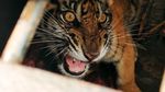 Momen Pelepasliaran Anak Harimau ke Alam Bebas