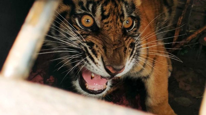 Pelepasliaran Anak Harimau ke Alam Bebas Anak harimau yang tertangkap di Pelalawan, Riau dilepasliarkan ke habitat aslinya. Harimau itu dilepasliar setelah masuk ke pemukiman dan memangsa ternak milik warga.