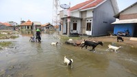 Diketahui gerhana bulan yang terjadi saat bulan purnama ini erat kaitannya dengan peristiwa pasang naik air laut.  