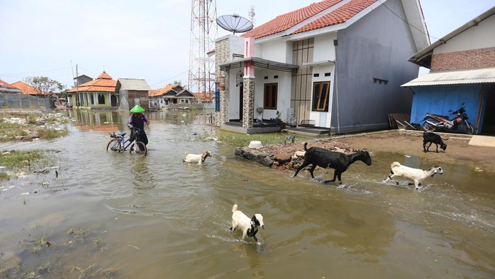 Warga menerobos genangan banjir rob atau air laut pasang merendam Desa Eretan Wetan, Kandanghaur, Indramayu, Jawa Barat, Rabu (9/11/2022). Banjir rob dampak gerhana bulan itu mengakibatkan puluhan rumah warga di pesisir pantai terendam setinggi 60-90 cm. ANTARA FOTO/Dedhez Anggara/YU
