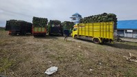 Buah pisang menjadi komoditi utama pendapatan penduduk Pulau Enggano. Buah pisang yang dihasilkan didistribusikan melalui pelabuhan ferry Malakoni yang diangkut truk-truk pembawa pisang untuk melabuhkan pisang Enggano ke daratan pulau Sumatera melalui Bengkulu. Foto: Dok. Kementerian PUPR