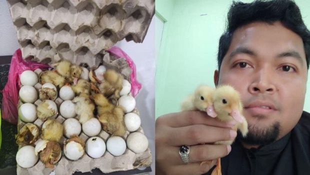 Pemilik homestay ini terkejut ketika mencium bau busuk, ternyata ada telur bebek yang sudah menetas.