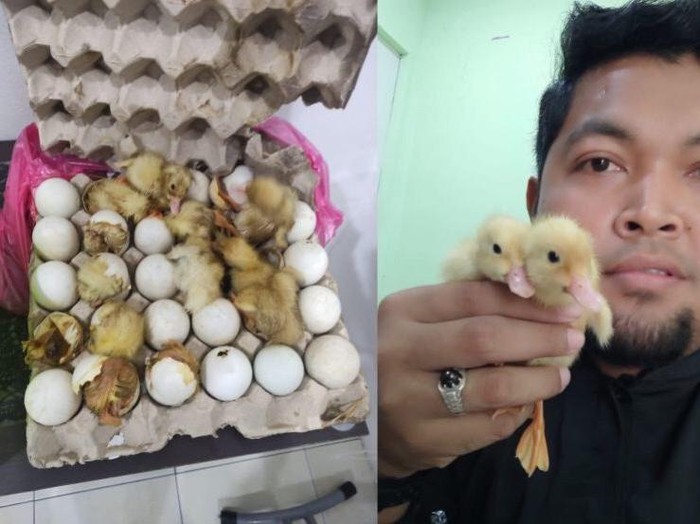 Pemilik homestay ini terkejut ketika mencium bau busuk, ternyata ada telur bebek yang sudah menetas.