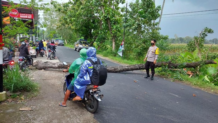 Pohon Tumbang Di Ponorogo Timpa Pengendara Motor Korban Luka Stang Rusak 8776