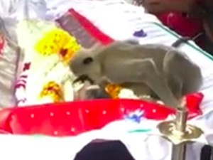 Teman Manusianya Meninggal, Monyet Ini Sedih-Kasih Ciuman Perpisahan