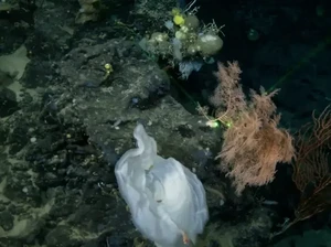 Misteri 26 Tahun Kapal Titanic Akhirnya Terpecahkan