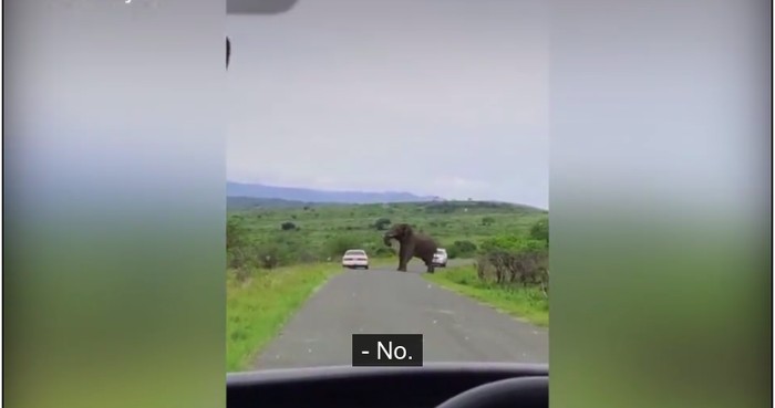 Turis hampir terinjak gajah di Afrika selatan