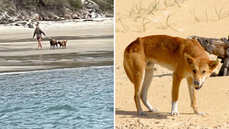 Turis ini jadi DPO karena bawa anjing saat liburan ke Pulau Fraser Turis ini jadi DPO karena bawa anjing saat liburan ke Pulau Fraser