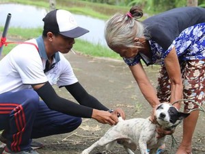 Mimih! 90 Desa di Buleleng Masuk Zona Merah Rabies