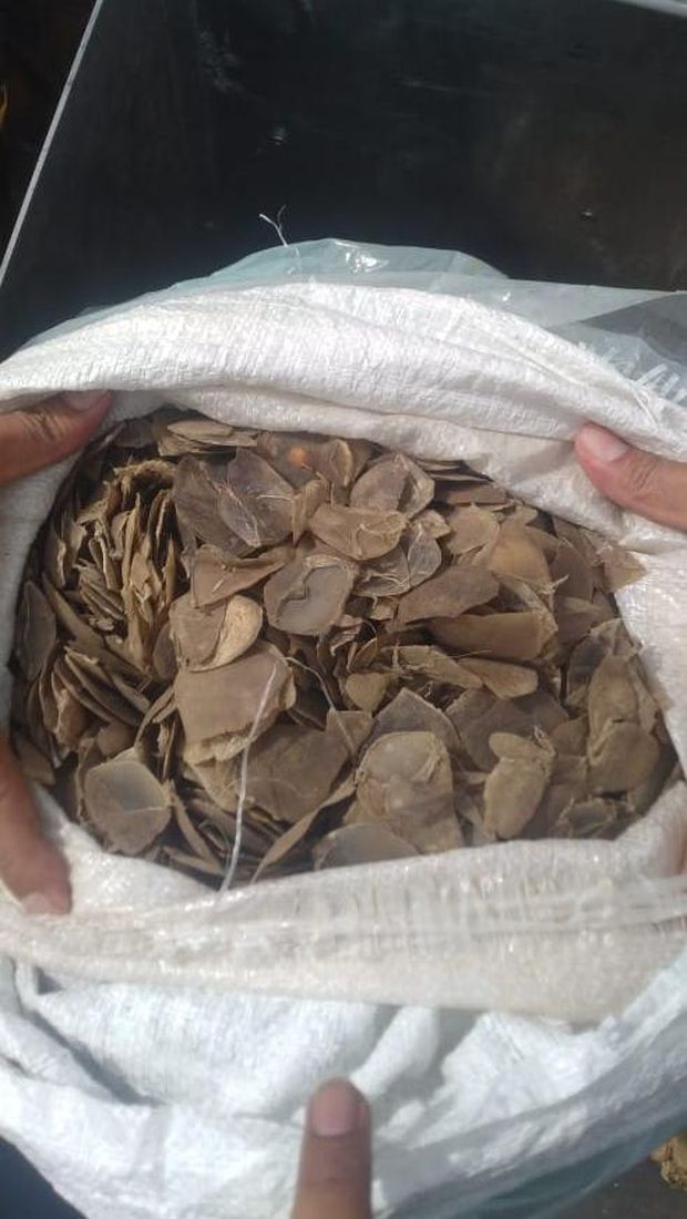 Barang bukti sisik tringgiling (Foto: Istimewa)