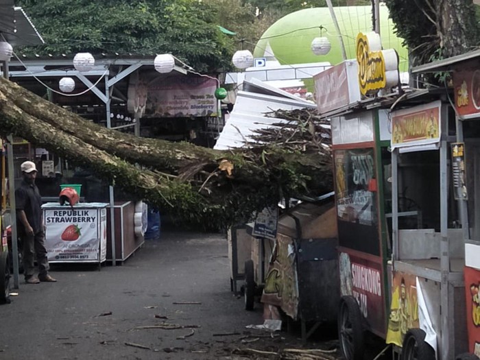 dahan pohon patah timpa kios makanan di alun-alun batu