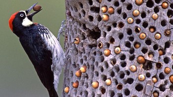 Apakah kamu merinding melihat gambar ini? Foto: Boredpanda