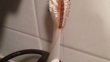 Hewan menempel di sikat gigi. Foto: Boredpanda