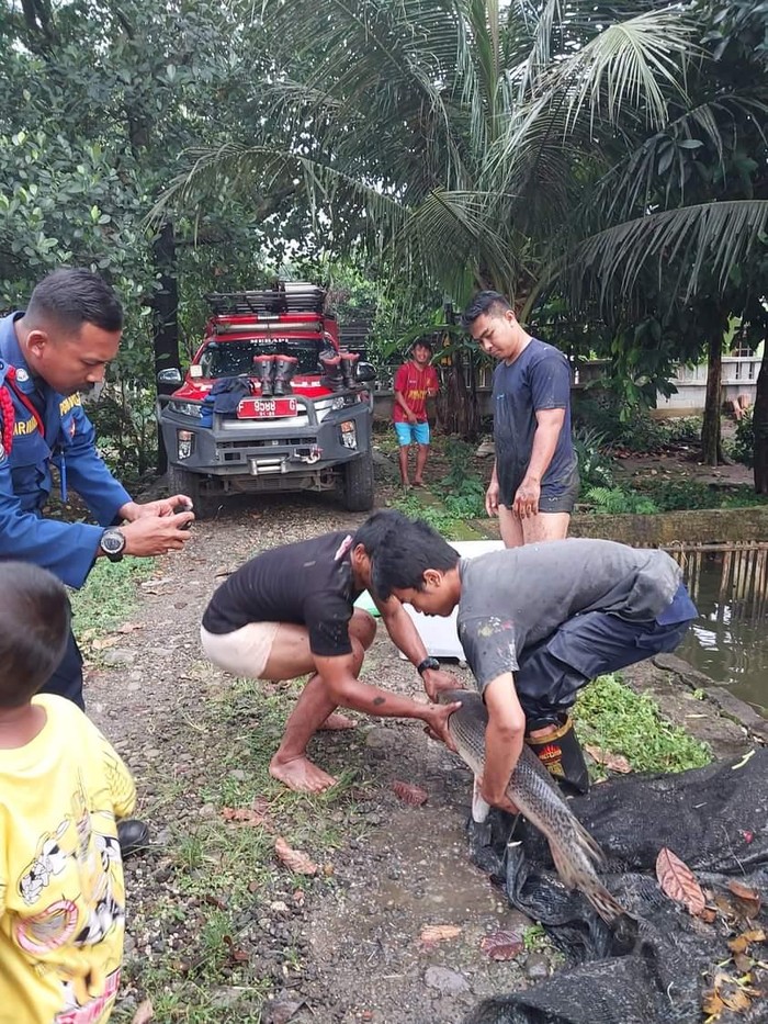 Khawatir Bahayakan Bocah, Ikan Aligator 15 Tahun di Bogor Dievakuasi Seorang warga di Dramaga, Kabupaten Bogor, memeilihara ikan aligator selama 15 tahun. Khawatir membahayakan anak kecil, pemilik ikan aligator menghubungi pemadam kebakaran (damkar) untuk evakuasi ikan dari kolam.