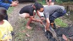 Penampakan Ikan Aligator di Bogor Dievakuasi Usai 15 Tahun Dipelihara