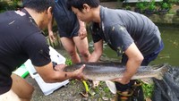Ikan aligator gar tersebut dievakuasi dari kolam milik warga di Desa Neglasari, Kecamatan Dramaga, Kabupaten Bogor (Dok. Istimewa)