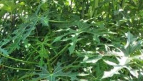 Ilustrasi daun pepaya Jepang.