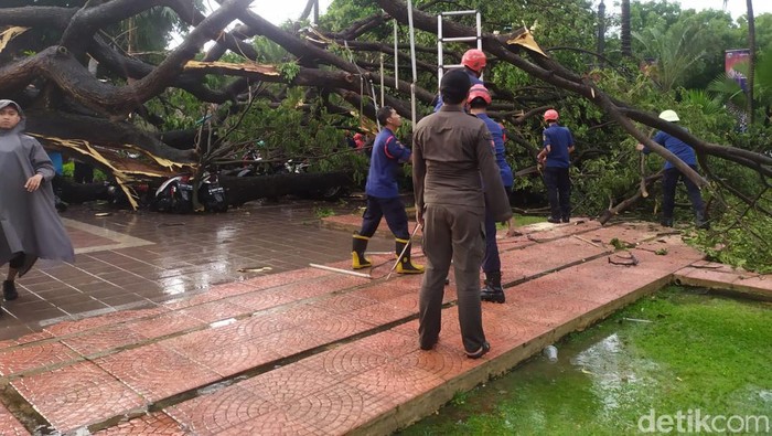 Pohon besar tumbang di Balai Kota DKI Jakarta (Kadek/detikcom) Pohon besar tumbang di Balai Kota DKI Jakarta (Kadek/detikcom)