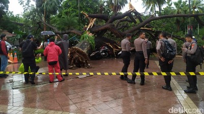 Penampakan Pohon Besar Tumbang Timpa 4 Polisi di Balai Kota DKI