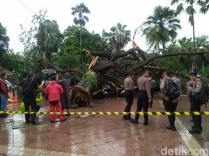 Pohon Timpa Polisi di Balai Kota DKI Tumbang karena Angin Puting Beliung