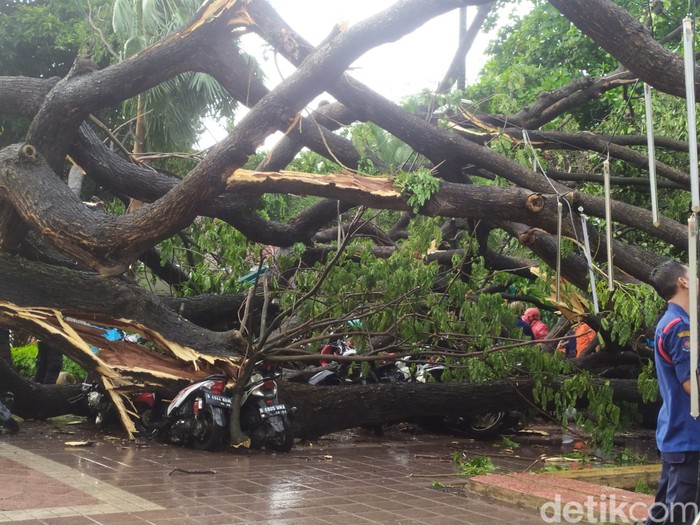 Pohon besar tumbang di Balai Kota DKI Jakarta (Kadek/detikcom)