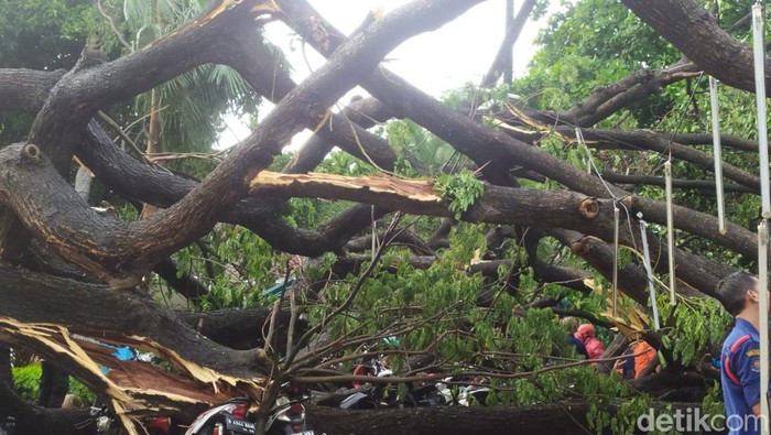 Pohon besar tumbang di Balai Kota DKI Jakarta (Kadek/detikcom)